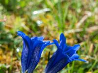 Stängelloser Enzian